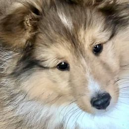 Shetland Sheepdog Puppies from September Morning Shelties