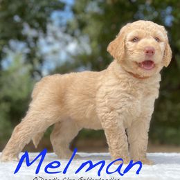 Goldendoodle Puppies from O’Doodle Clan Goldendoodles