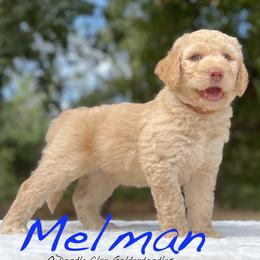 Goldendoodle Puppies from O’Doodle Clan Goldendoodles