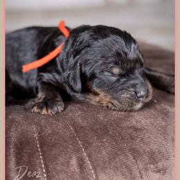 Ichabod - Black and tan male Cockapoo puppy in Connersville, Indiana from Deaz Doodle Ranch