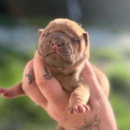 Winona - Fawn female Chinese Shar-Pei puppy in Lehigh Acres, Florida from Florida Wrinkles