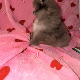 Pomeranian Puppies from Pinky’Z House Of Poms