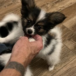 Cache - White black and tan male Papillon puppy in Benton, Arkansas from Mama's Pride Poms and Paps