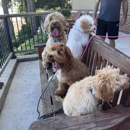 Australian Labradoodle All Grown Up from Heritage Manor Labradoodles (HML)