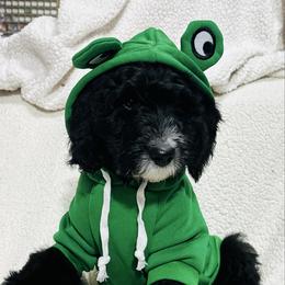 HEMLOCK - Black and white male Sheepadoodle puppy in Buffalo, Minnesota from Fur-ever Doodles