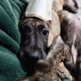 Great Dane Puppies from The Greater Dane Kennel
