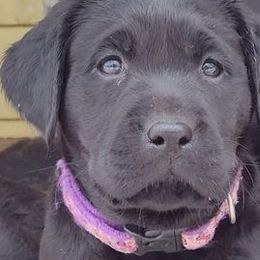 Labrador Retrievers from Stacey Noble