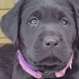 Labrador Retrievers from Stacey Noble