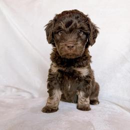 Goldie - Red tri-color female Aussiedoodle puppy in Burbank, Ohio from Berns & Doodles