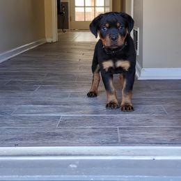 Rottweiler Puppies from Black Jade Rottweilers