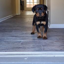 Rottweiler Puppies from Black Jade Rottweilers