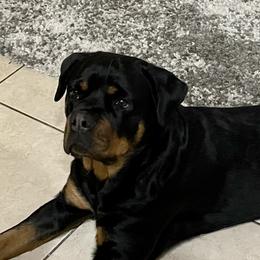 Havana - Rottweiler