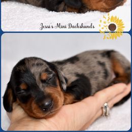 Pup 2 - Dapple male Dachshund puppy in Polk County, Florida from Jessi’s Mini Dachshunds