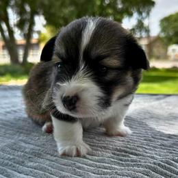 Shepherd - Sable male Pembroke Welsh Corgi puppy in Elberta, Utah from 3F Farms- Pembroke Welsh Corgis and Irish Wolfhounds