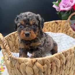 Ham - Merle female Cavapoo puppy in Austin, Texas from Doodles of Central Texas