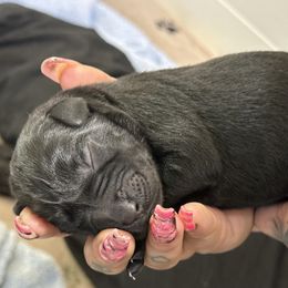 Labrador Retriever Puppies from Red Barn Family Labs