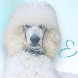 Elsa - Poodle