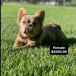 Mia fluffy Isabella tan OFA's done - Liver female French Bulldog puppy in Billings, Montana from Montana Made Frenchies