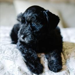Rougarou - Black and tan male Schnoodle puppy in Grove, Oklahoma from Grand Lake Poodles & Doodles