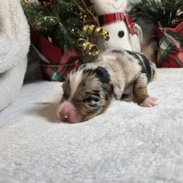 Buddy - Blue merle male Australian Shepherd puppy in Peach Bottom, Pennsylvania from Arcadia Australian Shepherds
