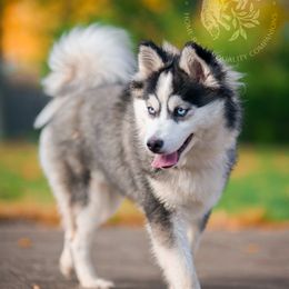 Pomsky Puppies from Southpaw Pomskies