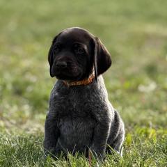 German Shorthaired Pointer Puppies from Upland Points Gun Dogs