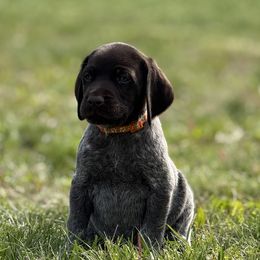 German Shorthaired Pointer Puppies from Upland Points Gun Dogs