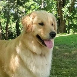 Siri - Golden Retriever