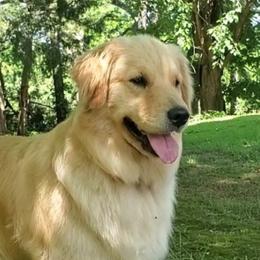 Siri - Golden Retriever