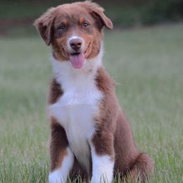 Reed - Red tri-color male Australian Shepherd puppy in Aberdeen, North Carolina from Huckleberry Hill Aussies LLC.