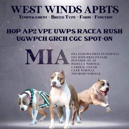 Mia - American Pit Bull Terrier