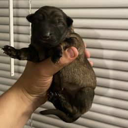 Girl 2 - Sable female German Shepherd puppy in Pahrump, Nevada from Wachhund Kennels
