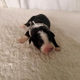 Batgirl - Black and white female Bernedoodle puppy in Luana, Iowa from Country View Bernedoodles and Goldendoodles