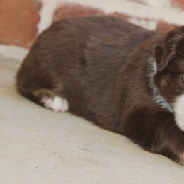 Miniature Australian Shepherd and Toy Australian Shepherd Puppies from TK Mini & Toy Aussies