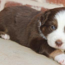 Miniature Australian Shepherd and Toy Australian Shepherd Puppies from TK Mini & Toy Aussies