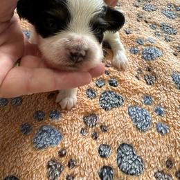 Little bug - Black brown and white male Papillon puppy in Middleville, Michigan from Cheryl's Papillons