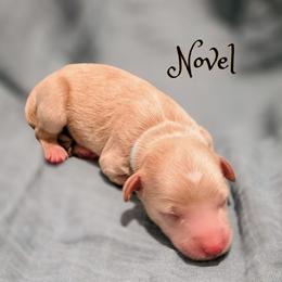 Novel - Apricot male Goldendoodle puppy in Cleveland, Tennessee from Edgewater Doodles & Designer Pups