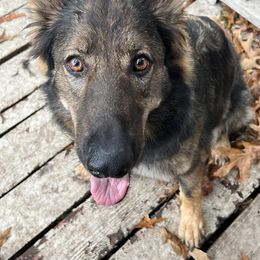 Zeva - German Shepherd