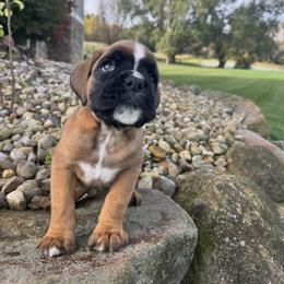 Male 1 - Fawn male Boxer puppy in Wellington, Ohio from Brinkhaven Boxers