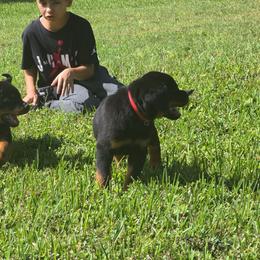 Boy 1 - Black and mahogany male Rottweiler puppy in Cocoa, Florida from Space Coast Rottweilers