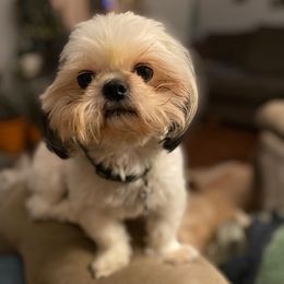 Shih Tzu All Grown Up from May May’s Shih Tzu’s