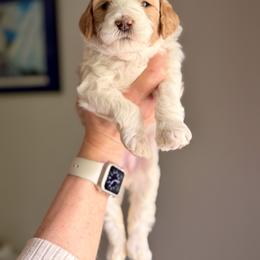 Goldendoodle Puppies from King Family Doodles