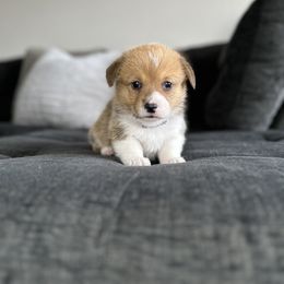 Pembroke Welsh Corgi Puppies from Inland Empire Corgis