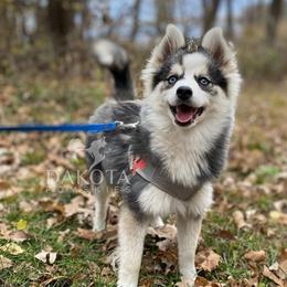 Mesa - Pomsky