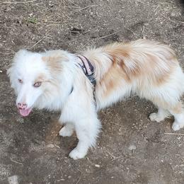 Mocha - Border Collie