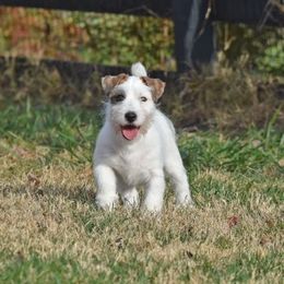 Twist Boy 2 - White and tan male Russell Terrier puppy in Middletown, Virginia from DBF Russell Terriers