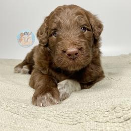 Aussiedoodle and Goldendoodle Puppies from Dandy Doodle Ranch