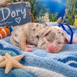 Dory - Blue merle female Australian Shepherd puppy in Placerville, California from BFF Aussies