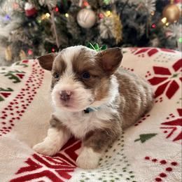 Butterball - Sable male Pembroke Welsh Corgi puppy in Norman, Oklahoma from Charm Farm Corgis
