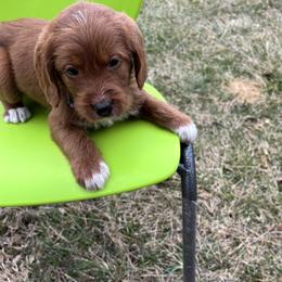 Labradoodle Puppies from Georges labradoodles